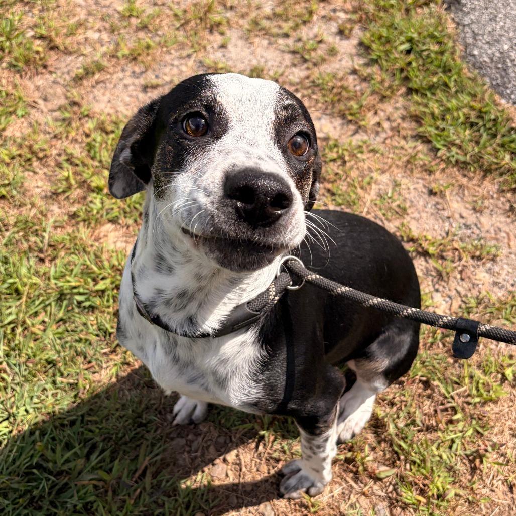 Timon, Adoptable, Adult Male Australian Cattle Dog / Blue Heeler & Mixed Breed.
