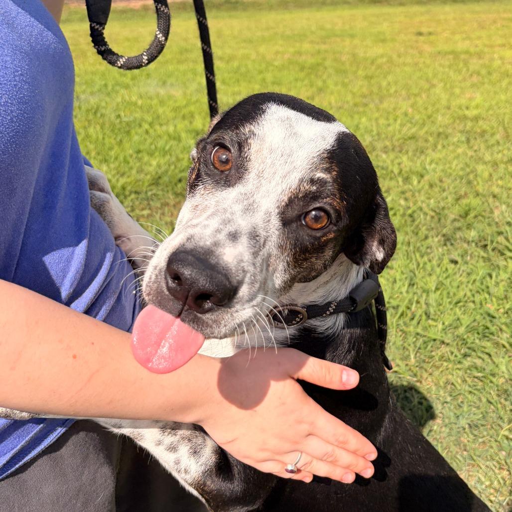 Enlarge Timon, a Adoptable mixed breed in Franklin, NC image 2/6