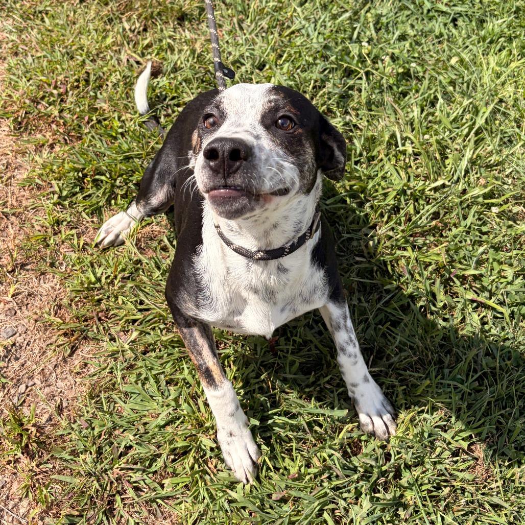 Enlarge Timon, a Adoptable mixed breed in Franklin, NC image 3/6