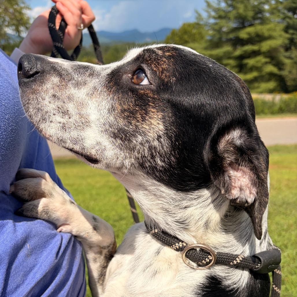 Enlarge Timon, a Adoptable mixed breed in Franklin, NC image 4/6
