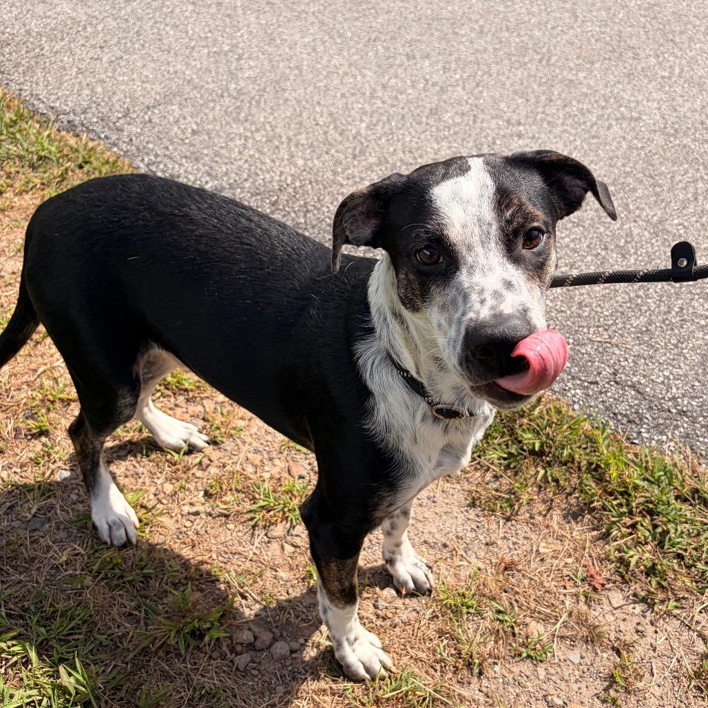 Enlarge Timon, a Adoptable mixed breed in Franklin, NC image 5/6