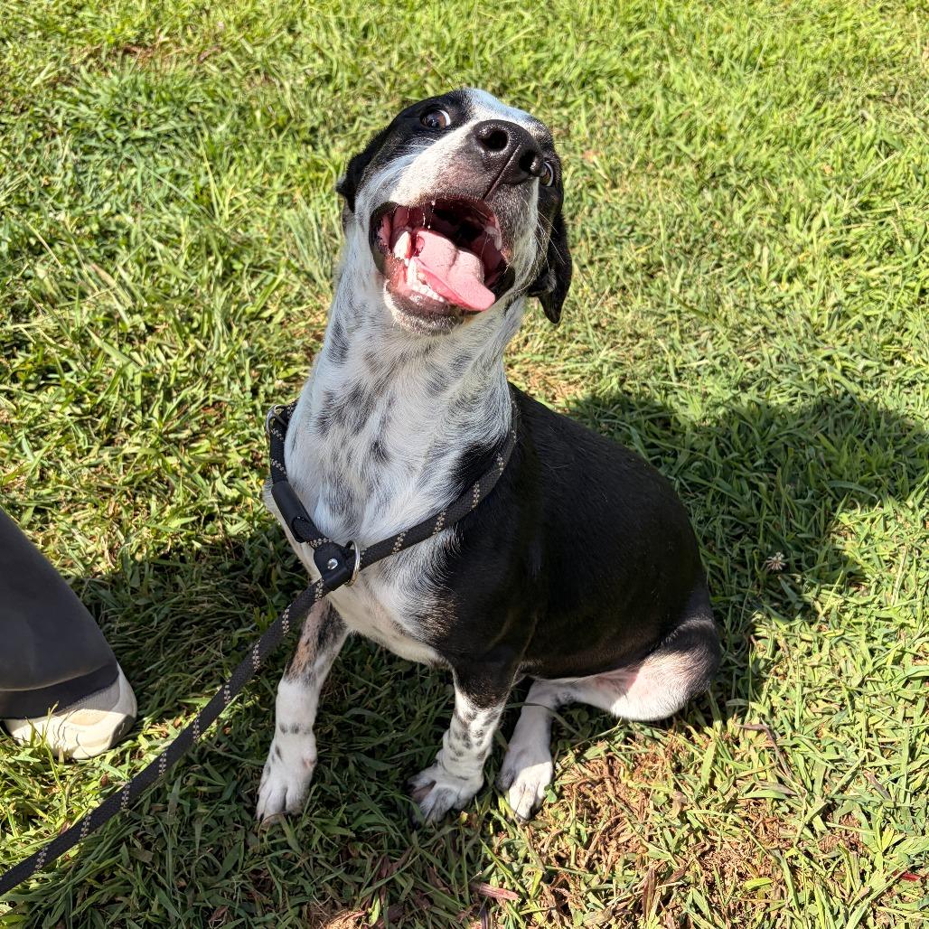 Enlarge Timon, a Adoptable mixed breed in Franklin, NC image 6/6