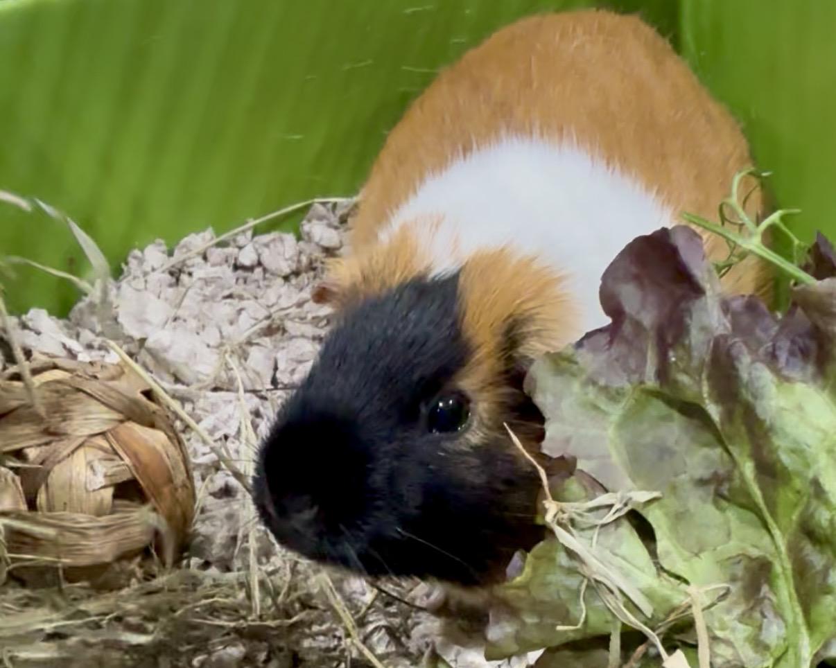 Obi-Wan Kenobi & Princess Leia, a ADOPTABLE Guinea Pig in Salisbury Mills, NY image 2/3