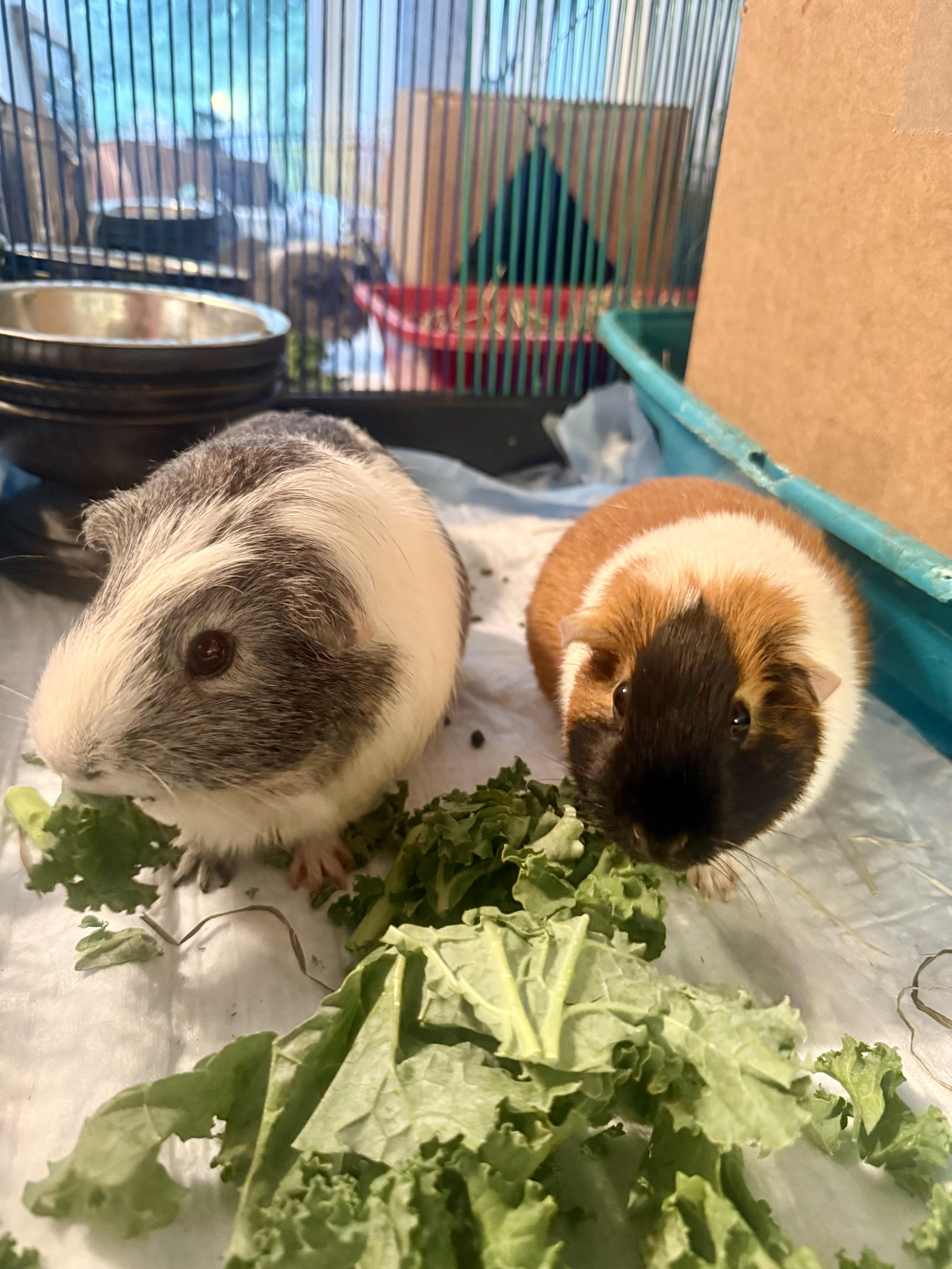 Obi-Wan Kenobi & Princess Leia, a ADOPTABLE Guinea Pig in Salisbury Mills, NY image 1/3