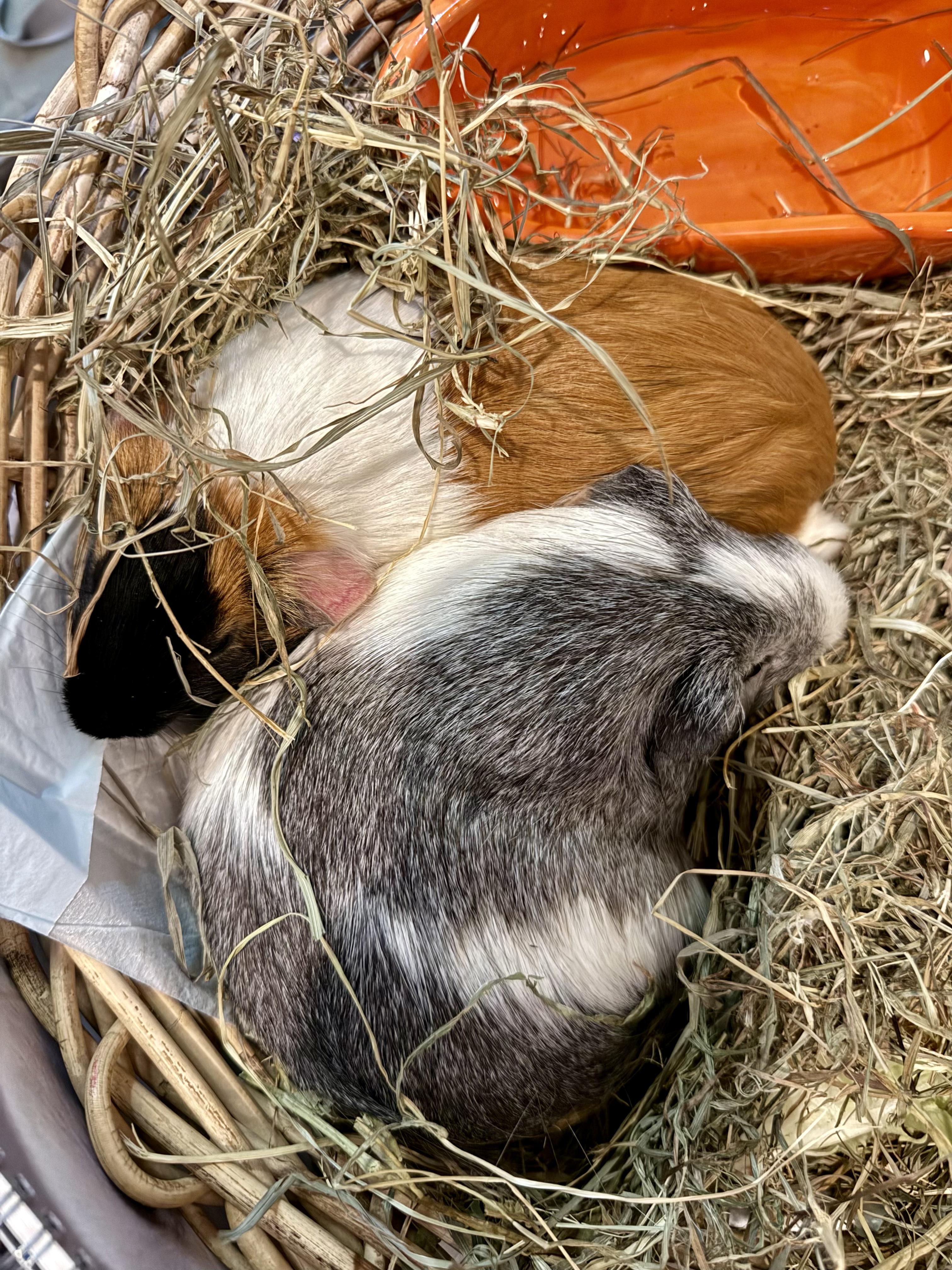 Obi-Wan Kenobi & Princess Leia, a ADOPTABLE Guinea Pig in Salisbury Mills, NY image 3/3