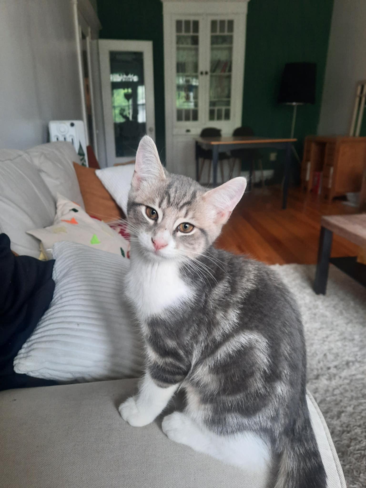 Dora, Adopted, Kitten Male Domestic Short Hair.