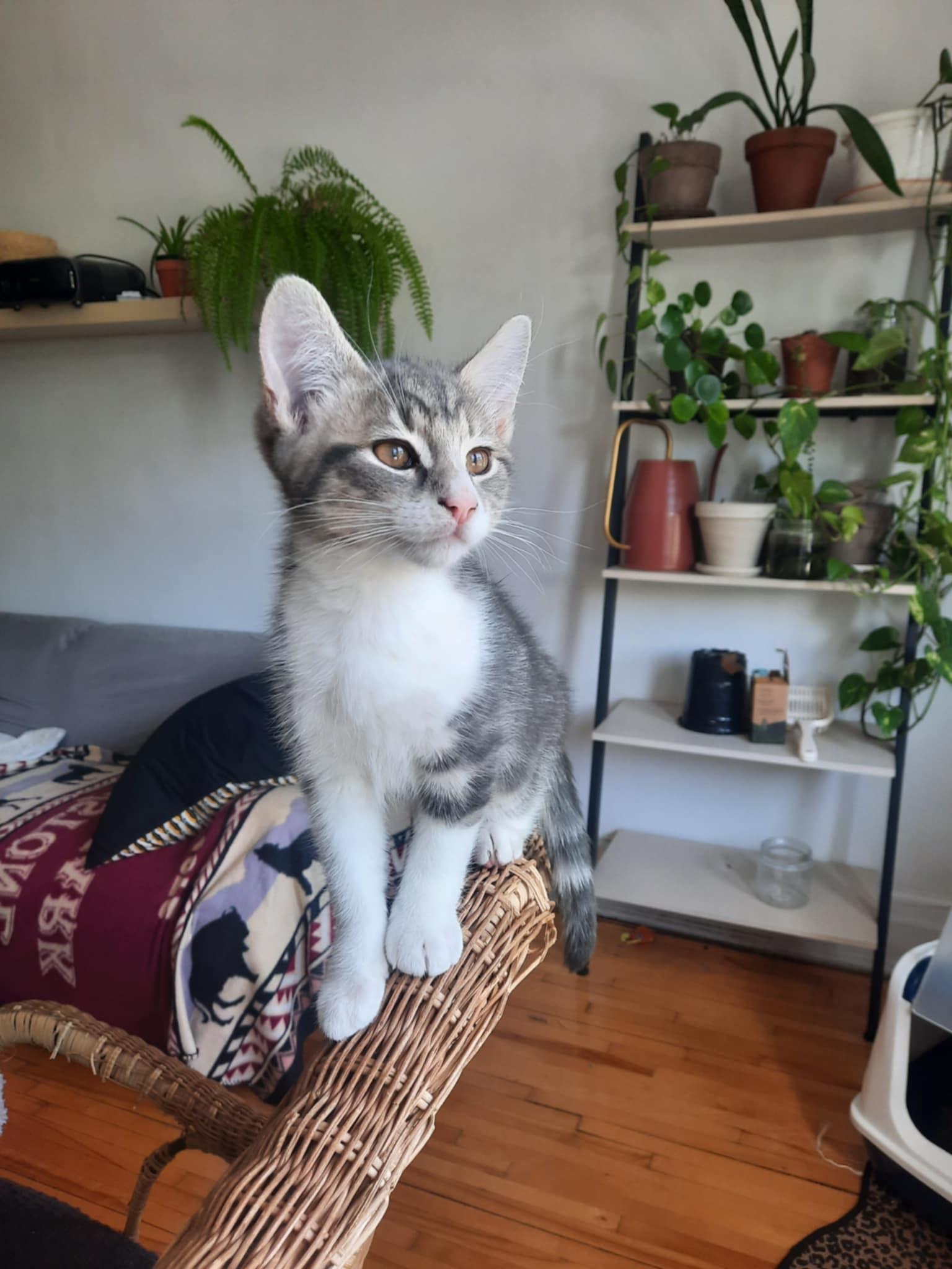 Dora, a Adopted Domestic Short Hair in Montreal, QC image 2/3