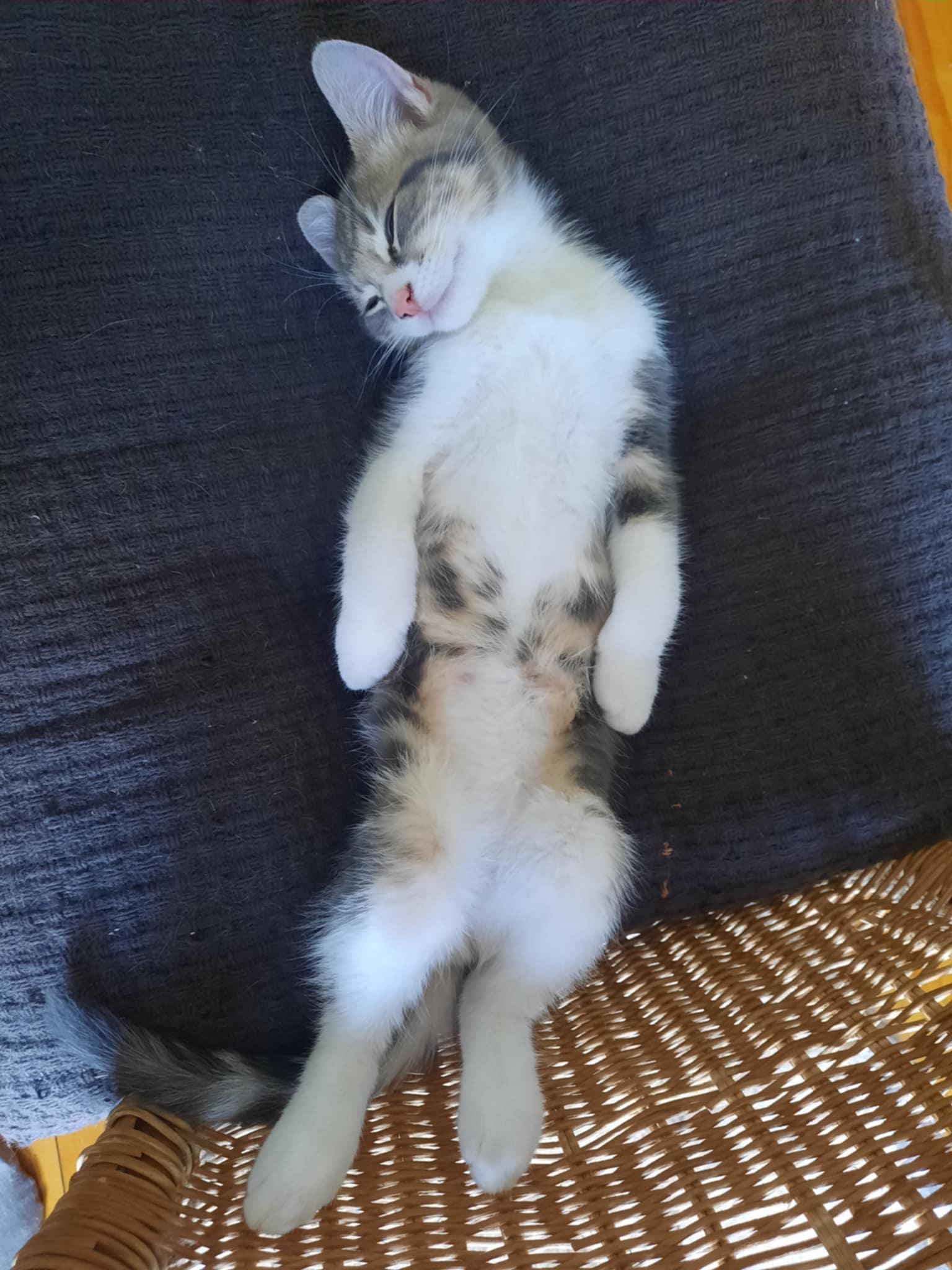 Dora, a Adopted Domestic Short Hair in Montreal, QC image 3/3