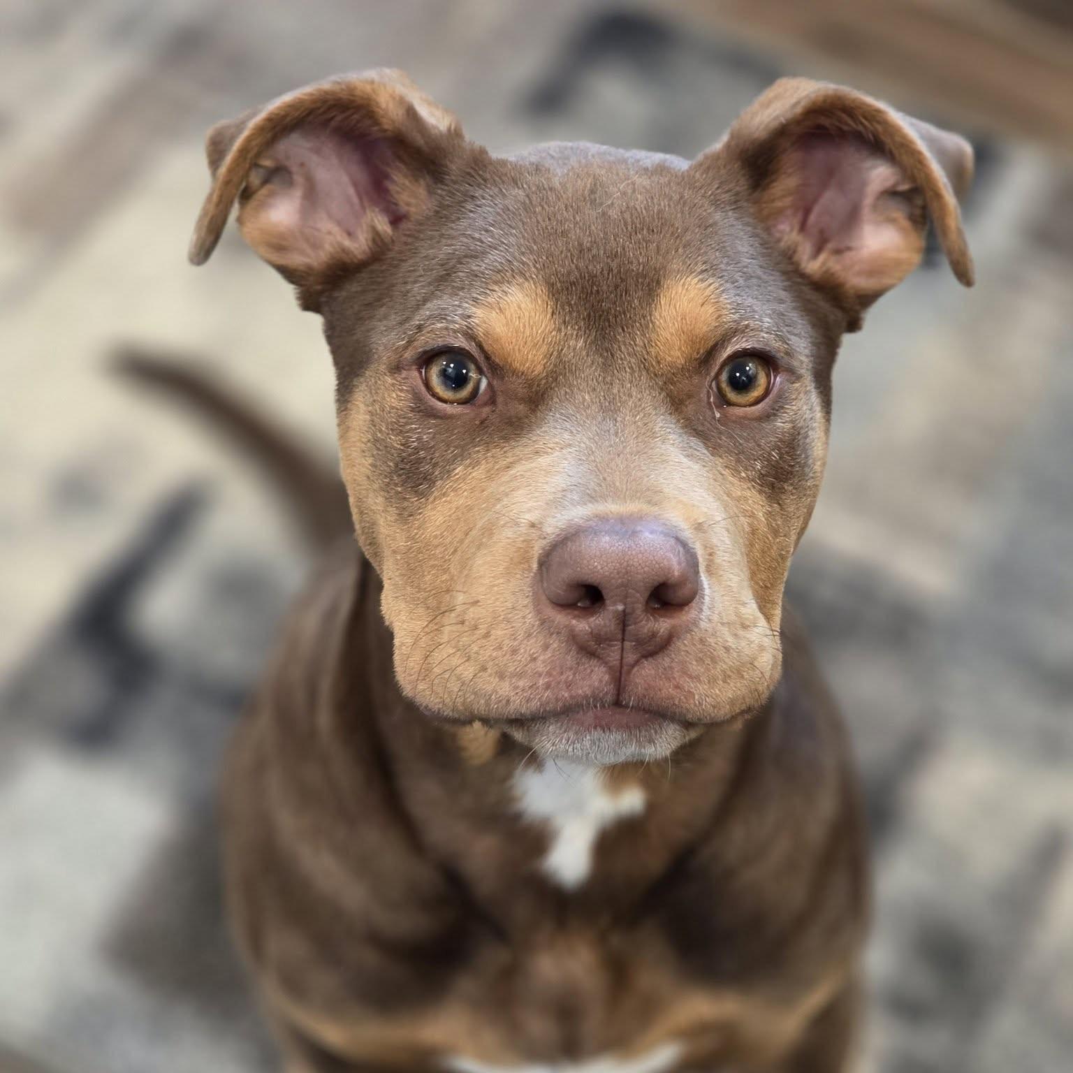 Axel, adopted, Puppy Male American Bulldog & Terrier.