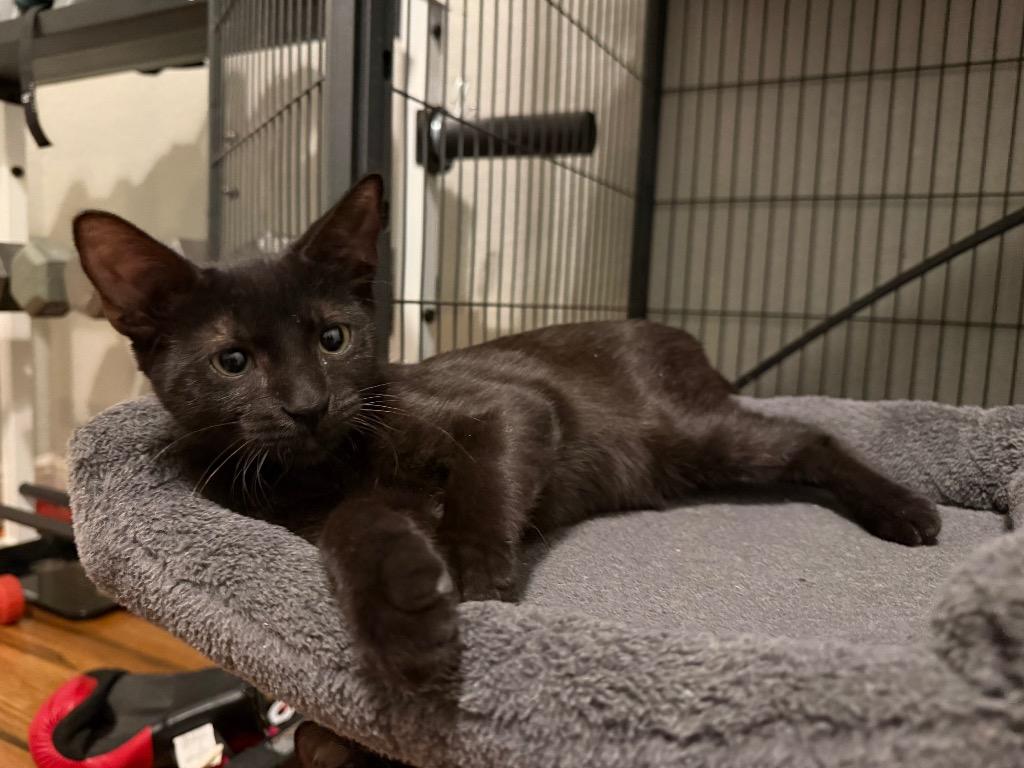 Tito, a Adoptable mixed breed in Orlando, FL image 3/4