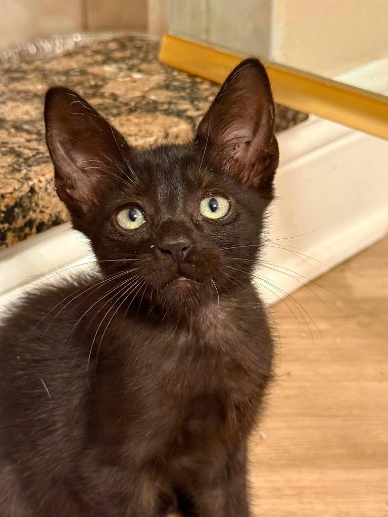 Tito, Adoptable, Kitten Male Domestic Short Hair.