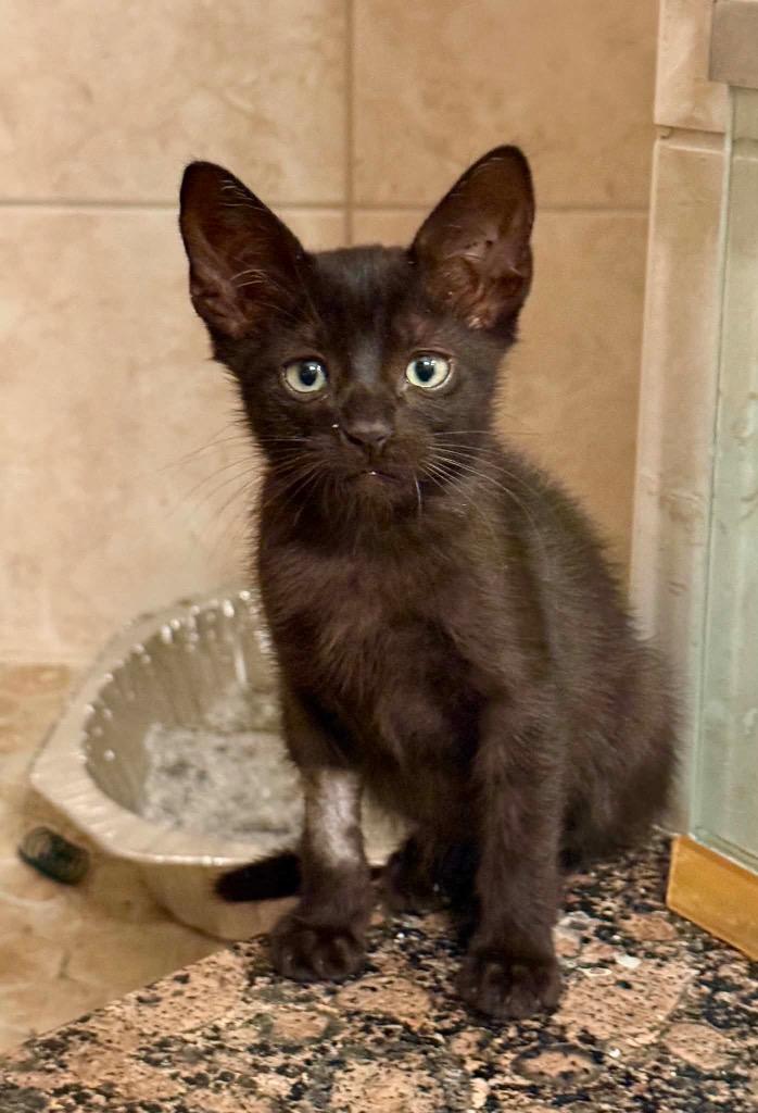 Enlarge Tito, a Adoptable mixed breed in Orlando, FL image 4/4