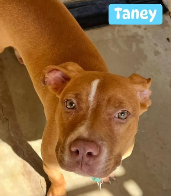 Taney, Adoptable, Young Male Mixed Breed.