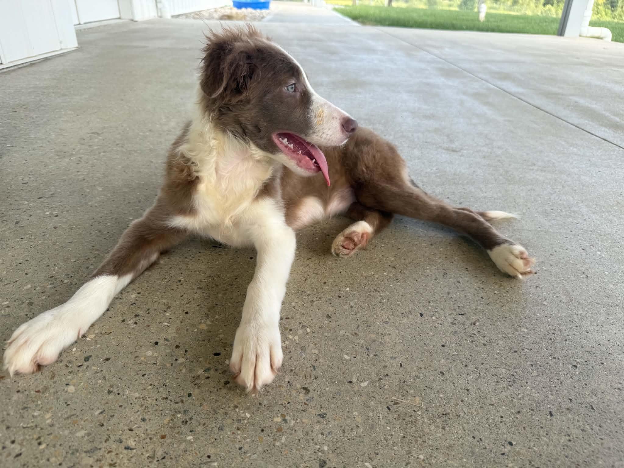 Enlarge Bonnie, a Adopted Border Collie in Seymour, IN image 5/5