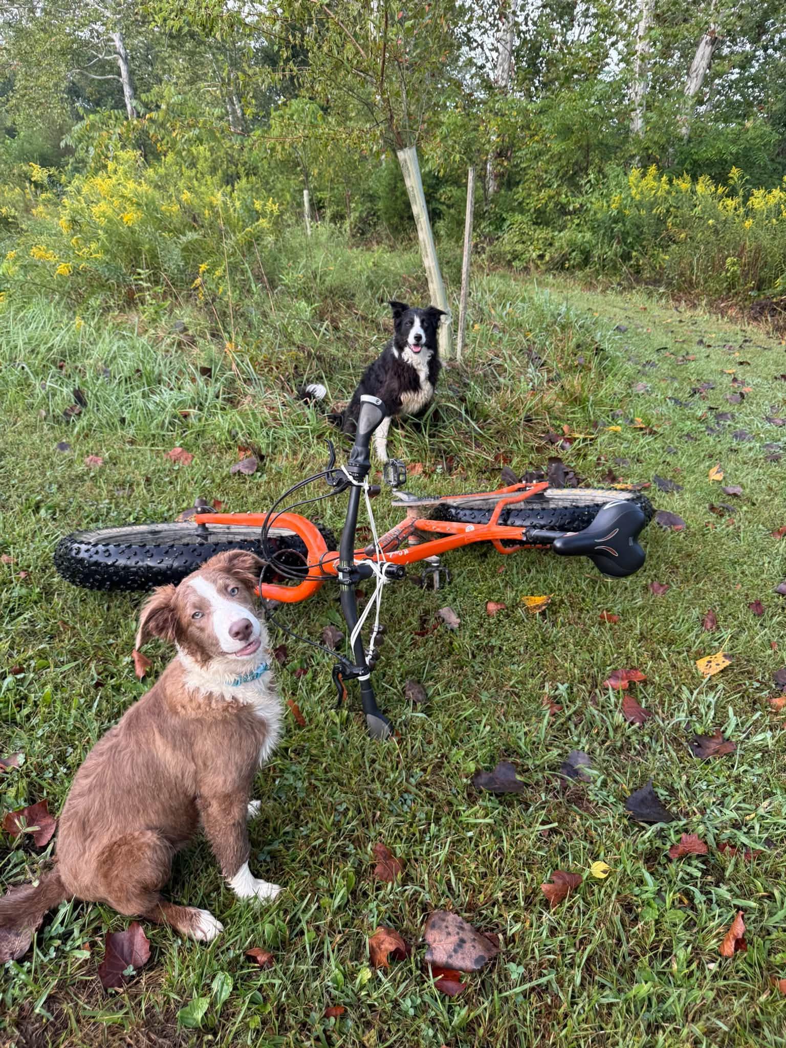 Enlarge Bonnie, a Adopted Border Collie in Seymour, IN image 3/5