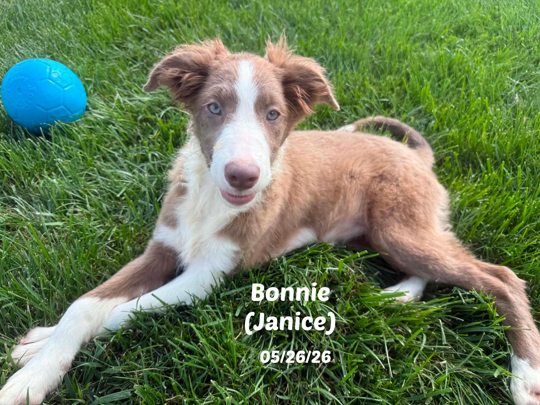 Bonnie, Adopted, Puppy Female Border Collie.