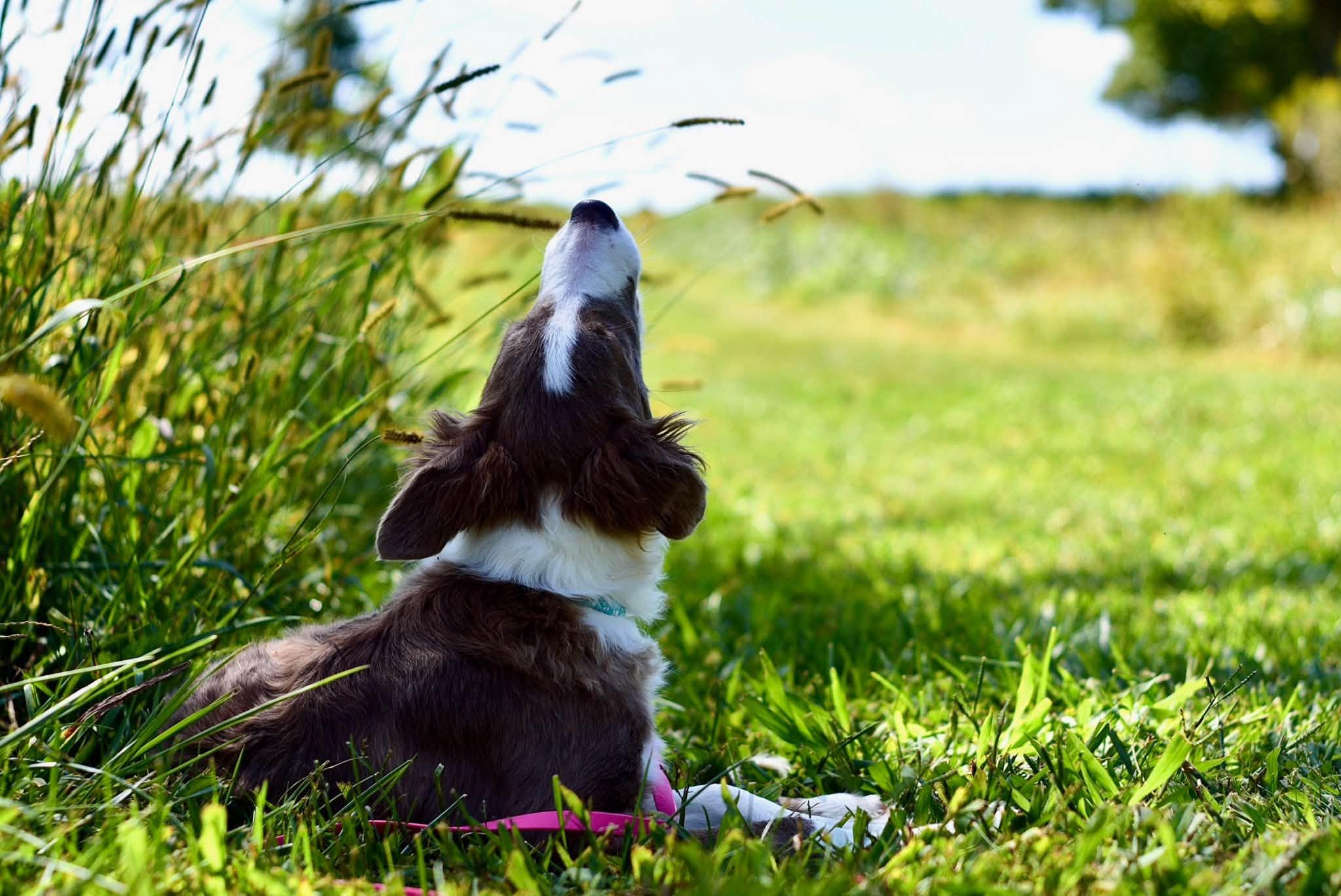 Enlarge Bonnie, a Adopted Border Collie in Seymour, IN image 2/5