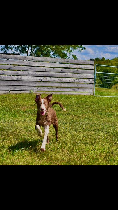 Enlarge Bonnie, a Adopted Border Collie in Seymour, IN video 4/5