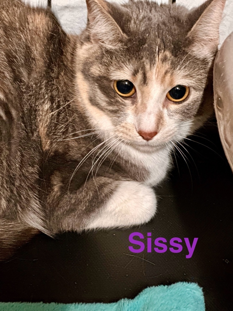 Sissy, an adopted Calico in Billings, MT_image-1