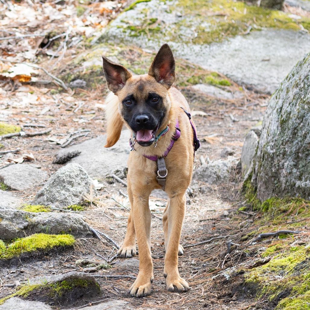 Mikasa, Adoptable, Young Female Mixed Breed.