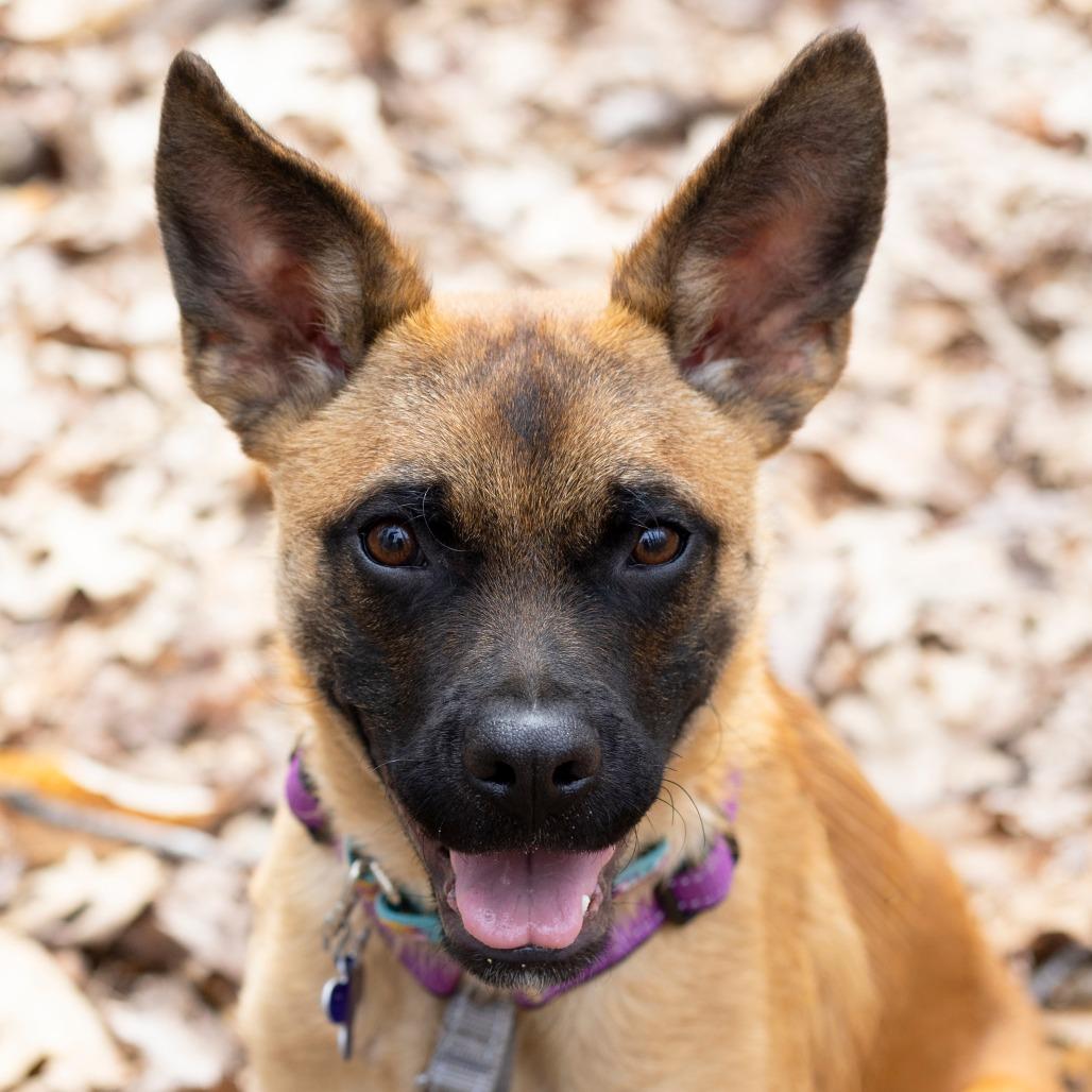 Enlarge Mikasa, a Adoptable Mixed Breed in Hopkinton, MA image 2/5