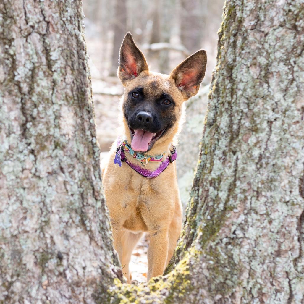 Enlarge Mikasa, a Adoptable Mixed Breed in Hopkinton, MA image 3/5
