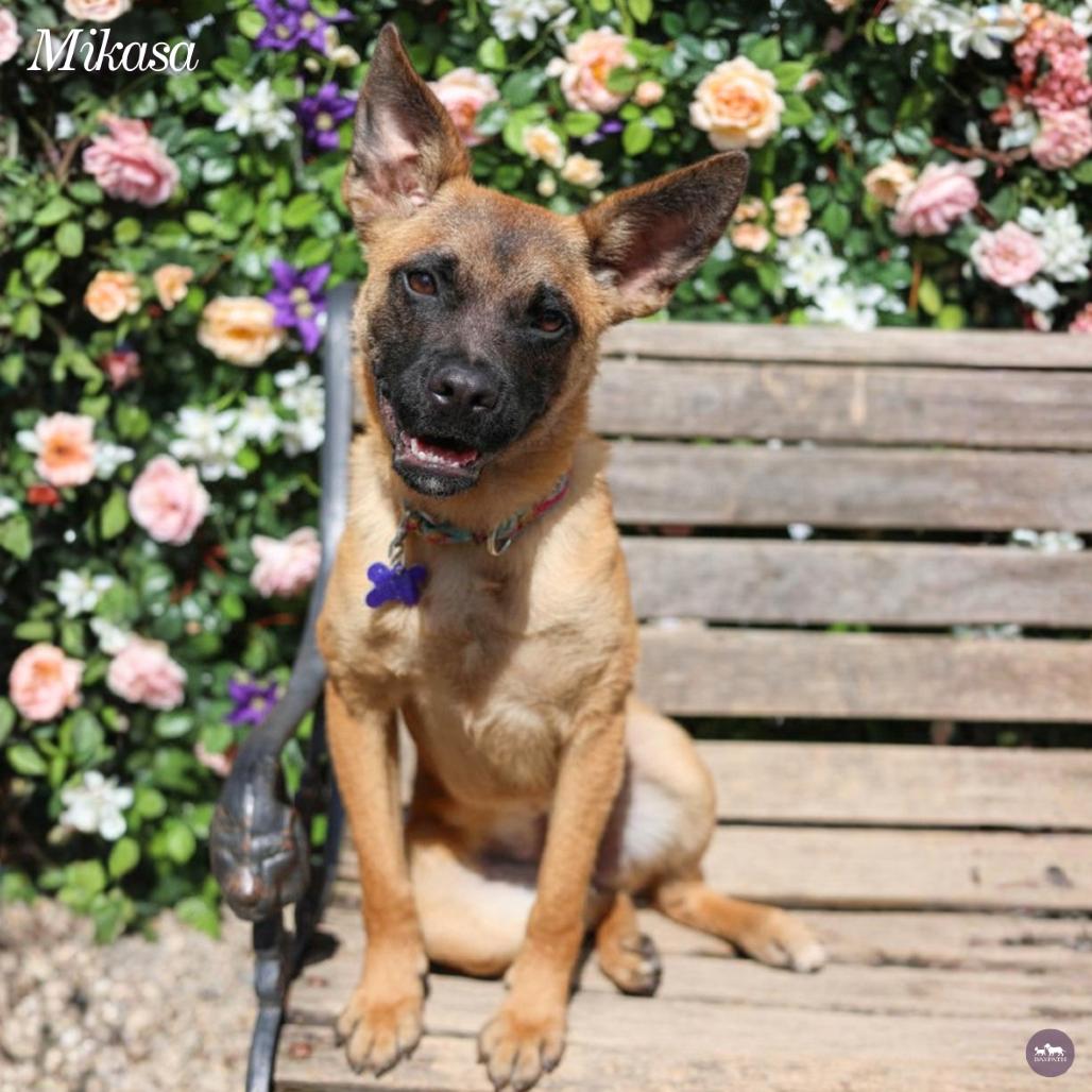 Enlarge Mikasa, a Adoptable Mixed Breed in Hopkinton, MA image 4/5