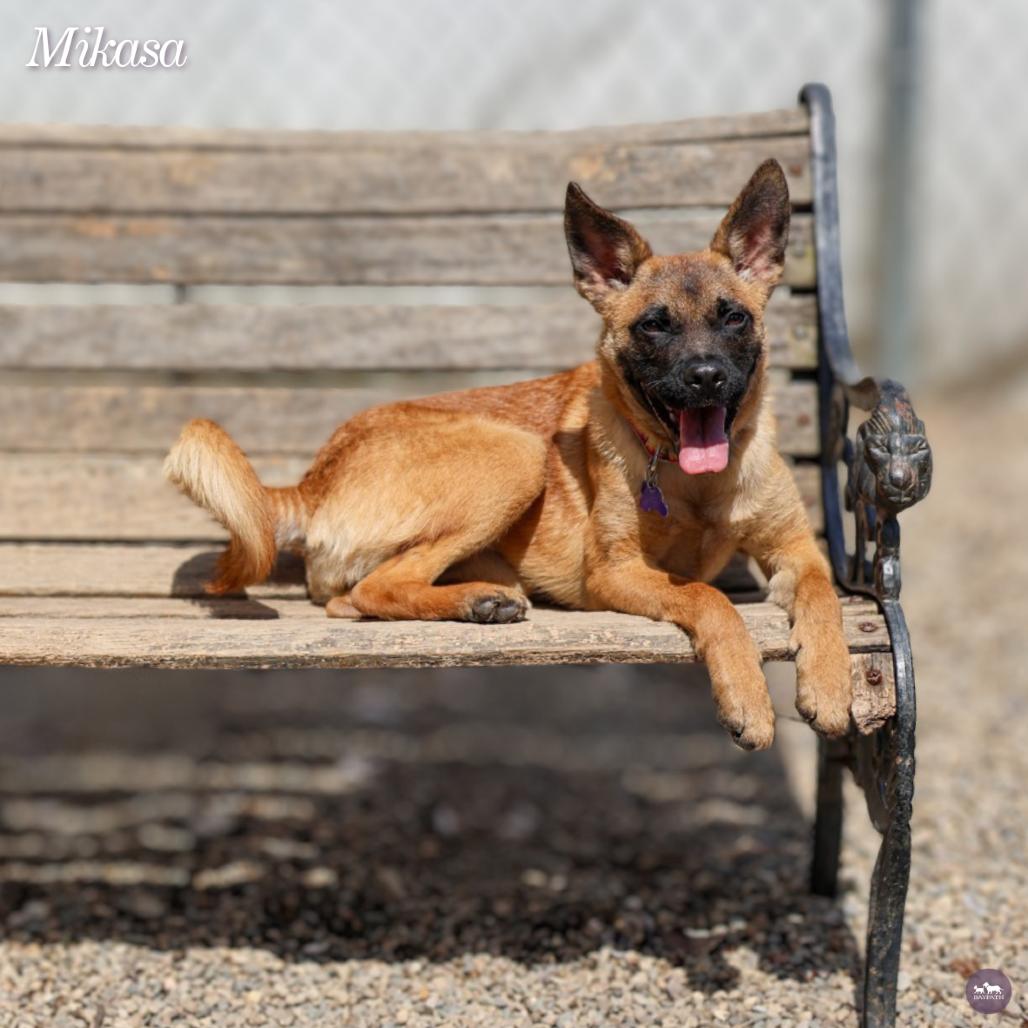 Enlarge Mikasa, a Adoptable Mixed Breed in Hopkinton, MA image 5/5