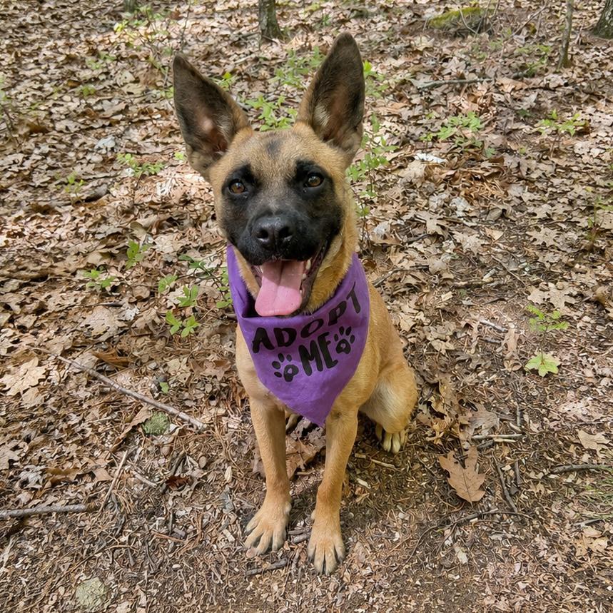 Enlarge Mikasa, a Adoptable Mixed Breed in Hopkinton, MA image 6/6