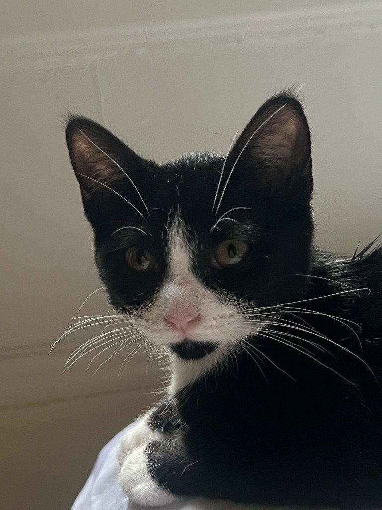 26-21 Uma, Adoptable, Kitten Female Domestic Short Hair.