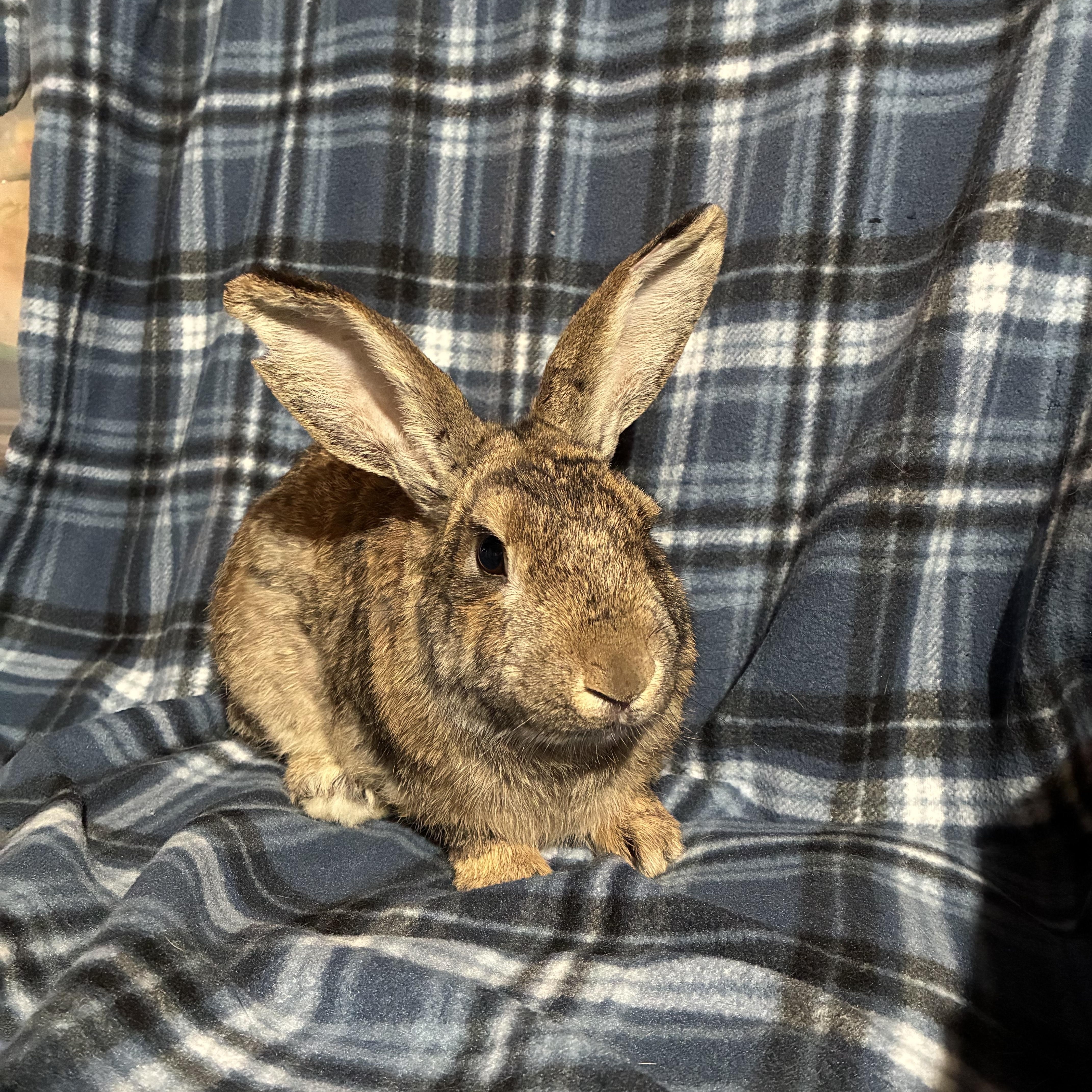 Ziggy, Adoptable, Young Male Bunny Rabbit.