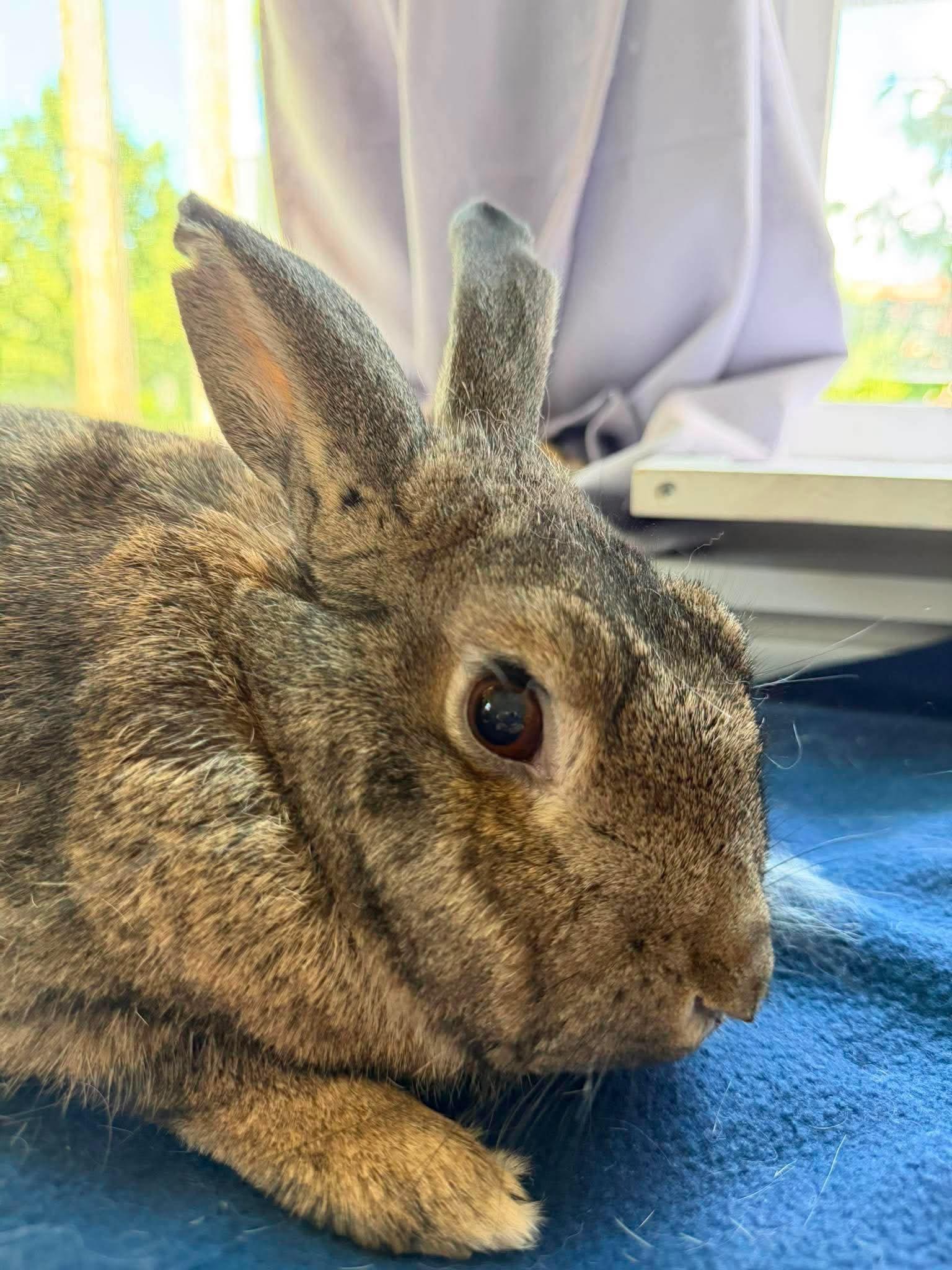 Ziggy, Adoptable, Young Male Bunny Rabbit.