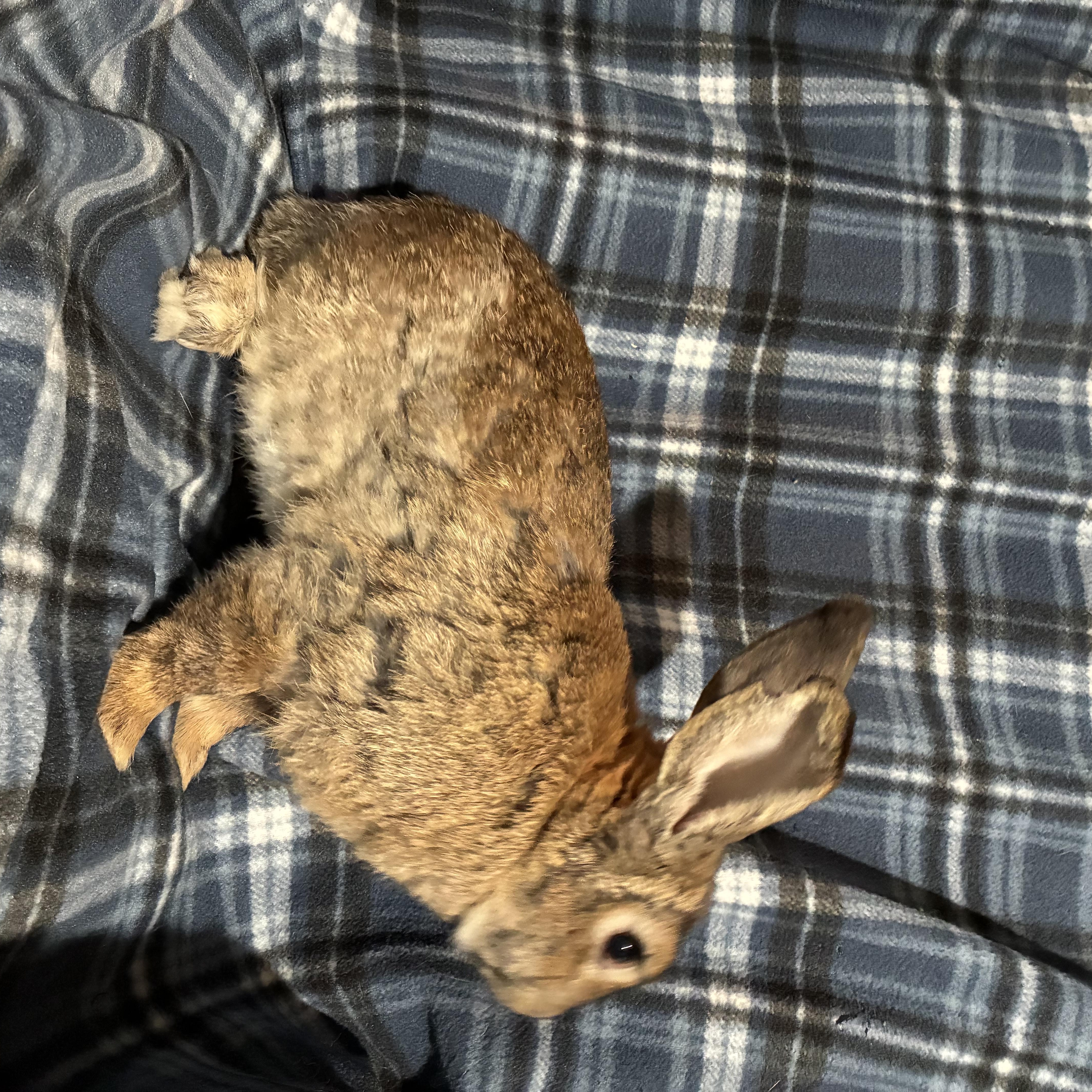 Enlarge Ziggy, a Adoptable mixed breed in Westbrook, ME image 2/4