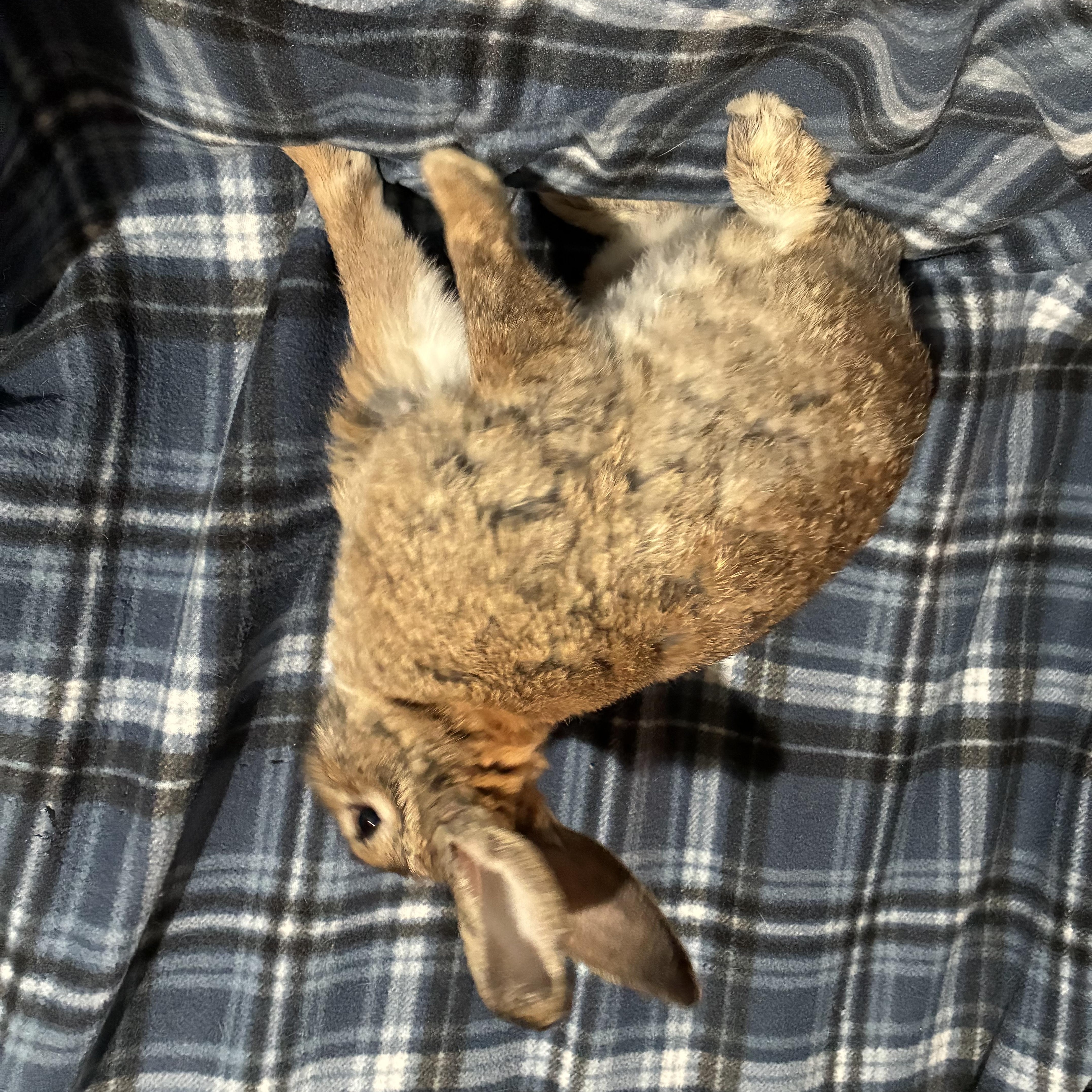 Enlarge Ziggy, a Adoptable mixed breed in Westbrook, ME image 3/4