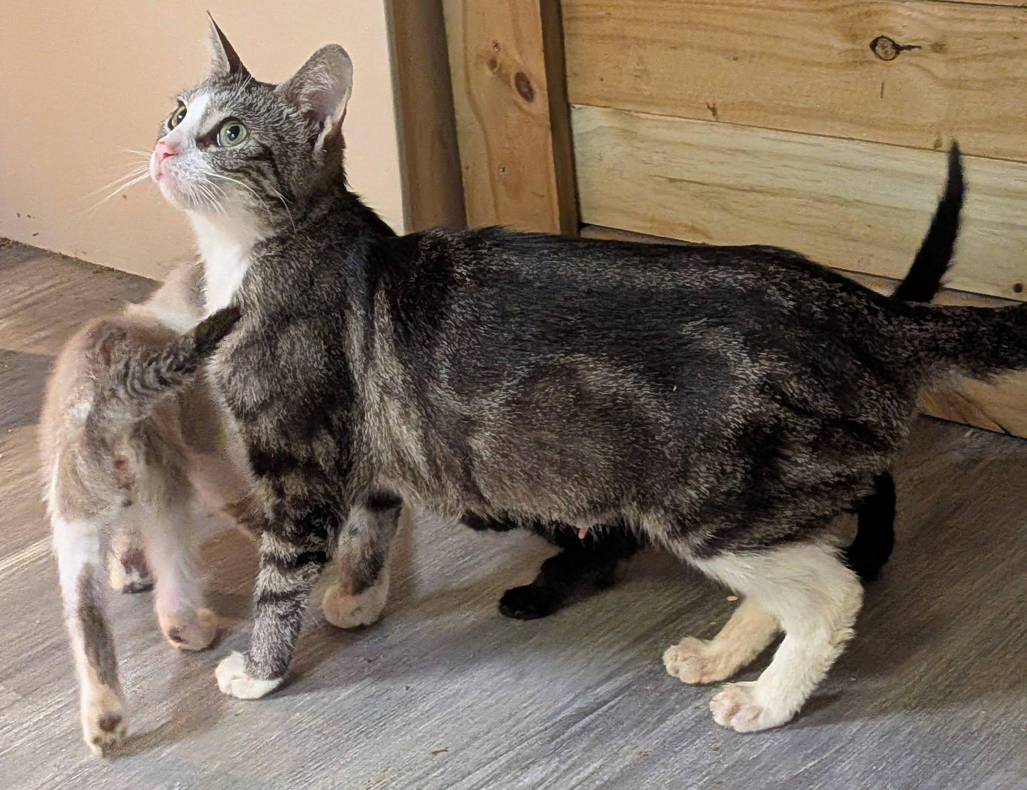Blond, ADOPTABLE, Kitten Female Domestic Short Hair.