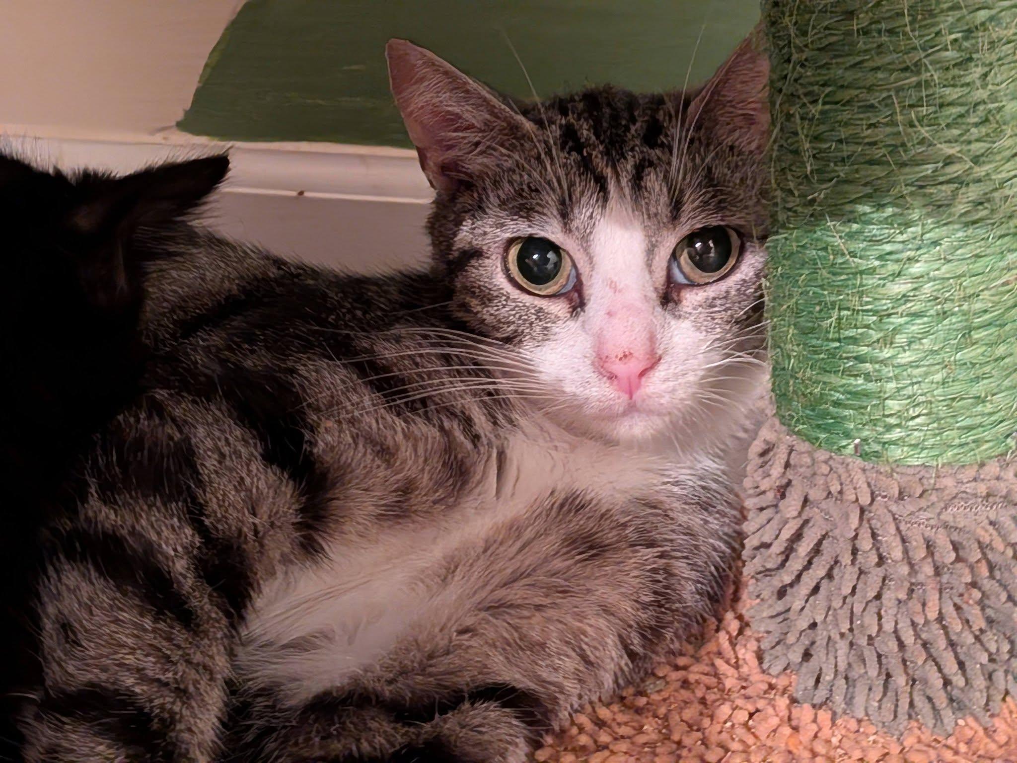 Enlarge Blond, a ADOPTABLE Domestic Short Hair in Clarksville, TN image 2/3