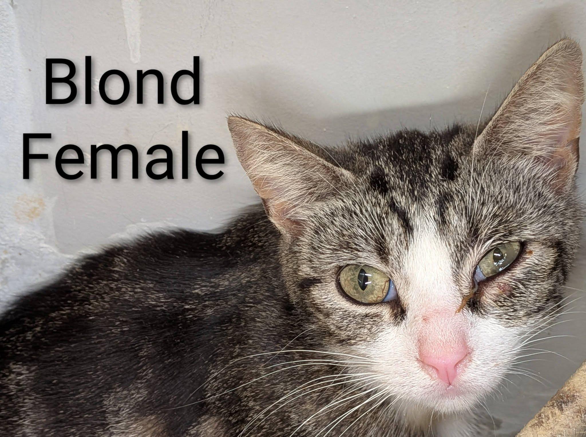 Enlarge Blond, a ADOPTABLE Domestic Short Hair in Clarksville, TN image 3/3