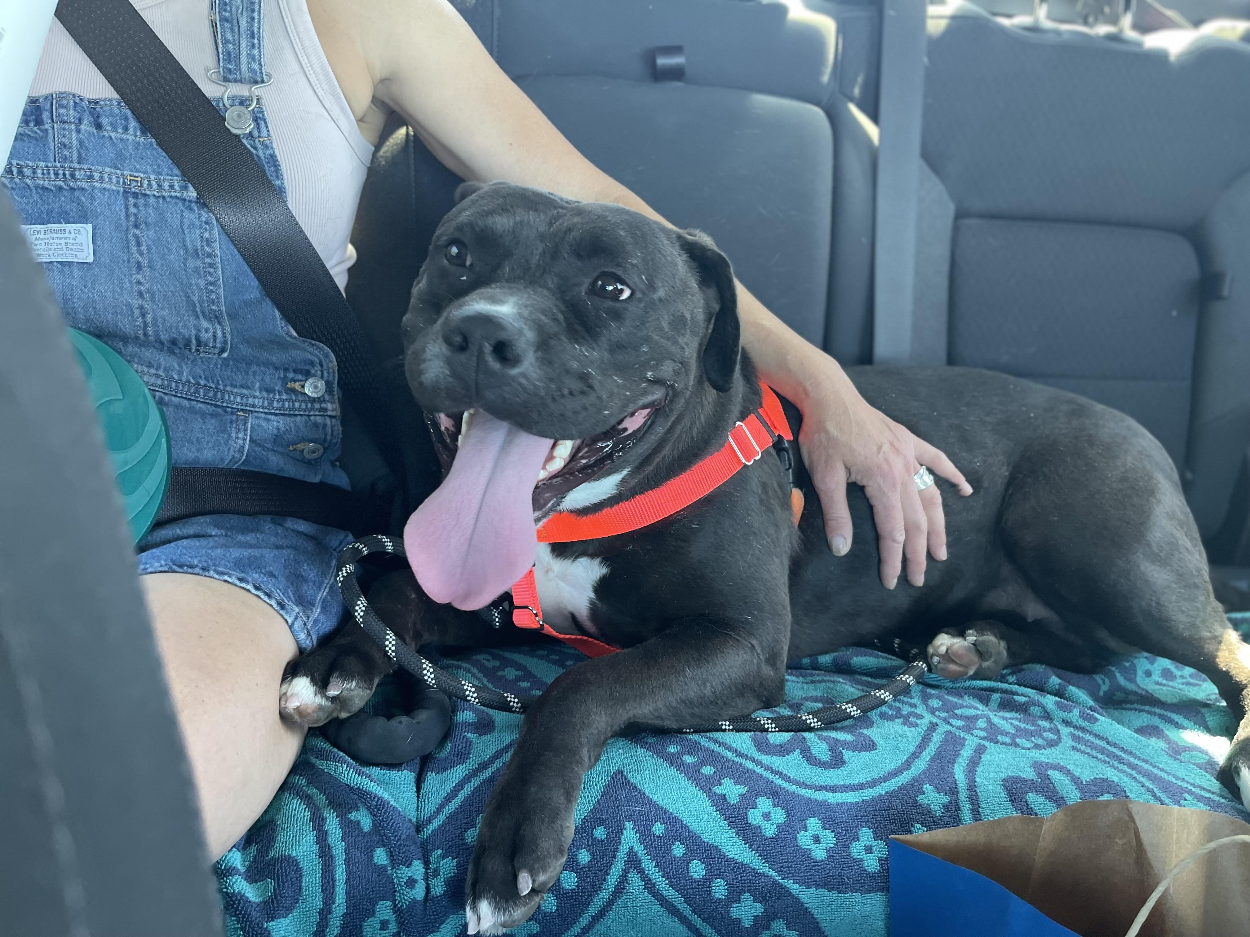 Obi, ADOPTABLE, Adult Female American Staffordshire Terrier.