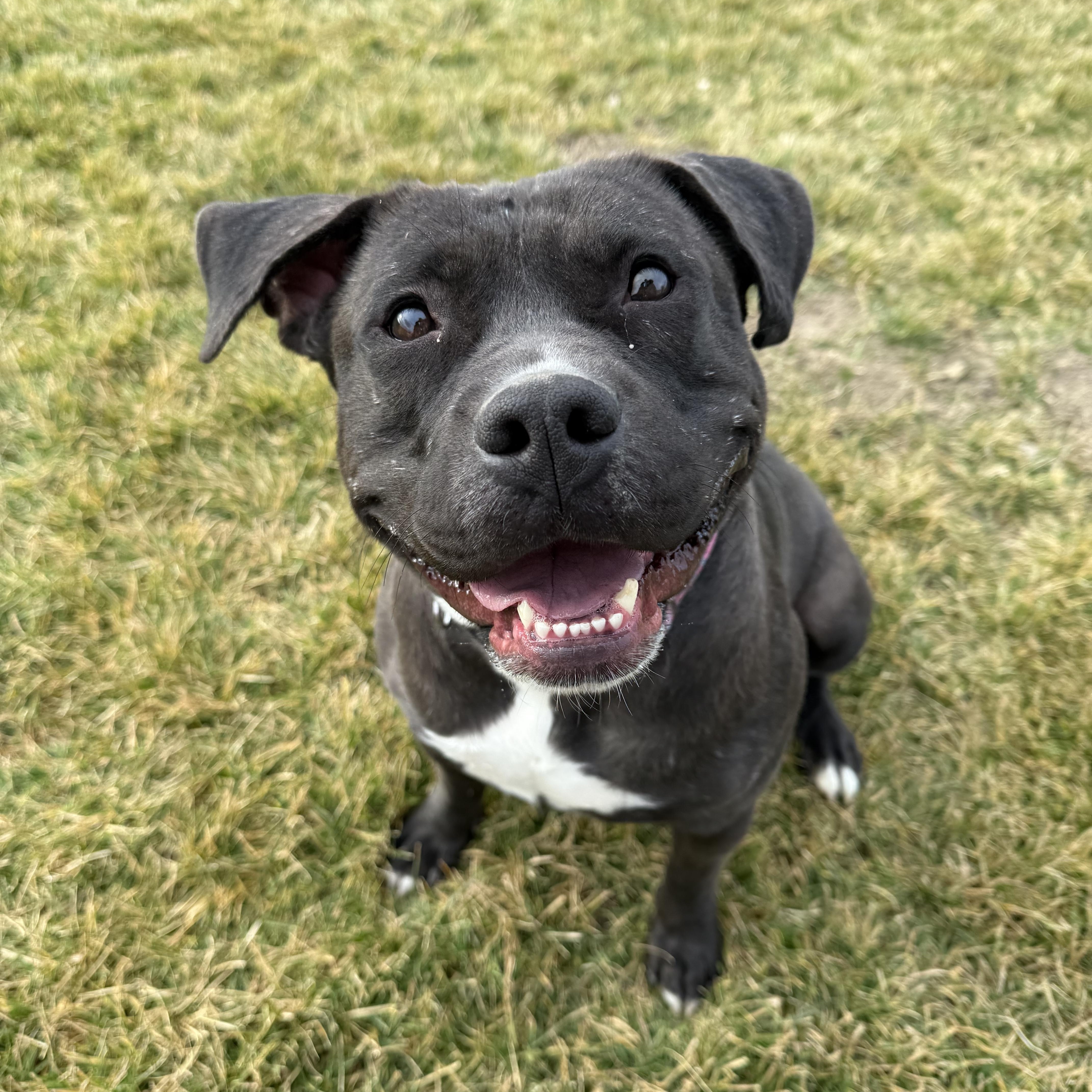 Obi, ADOPTABLE, Adult Female American Staffordshire Terrier.