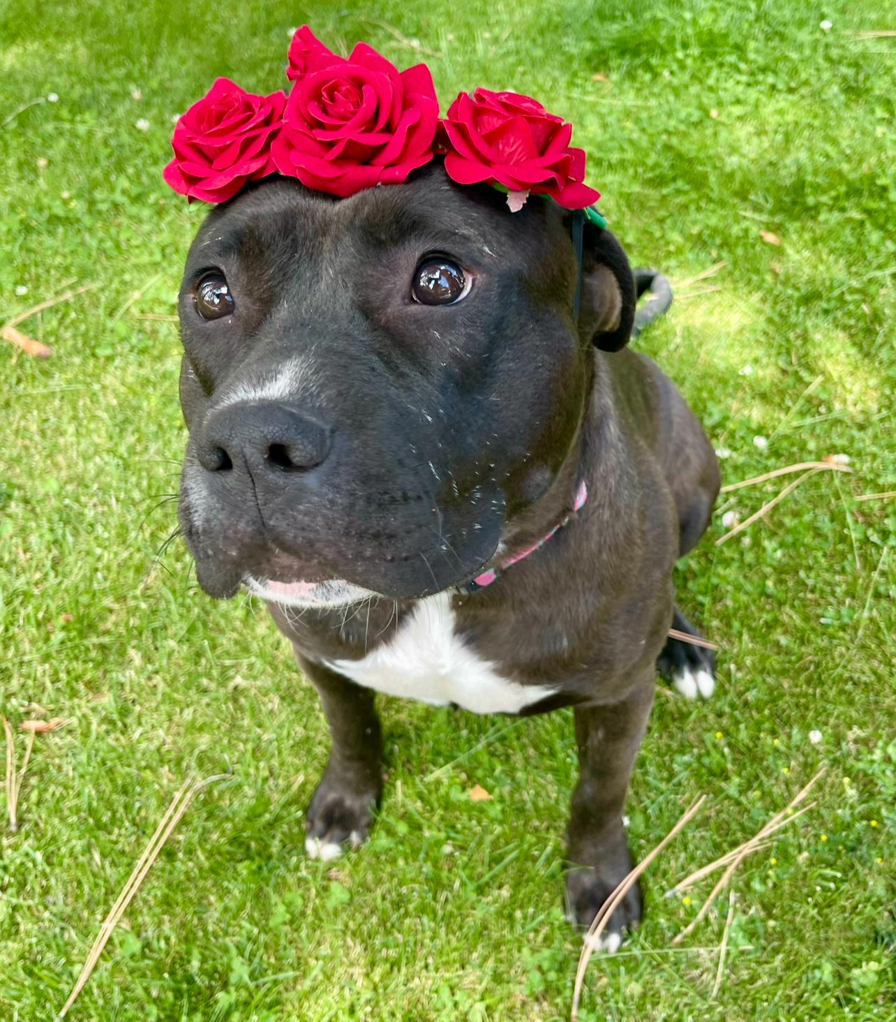 Obi, a ADOPTABLE mixed breed in Prineville, OR image 2/6