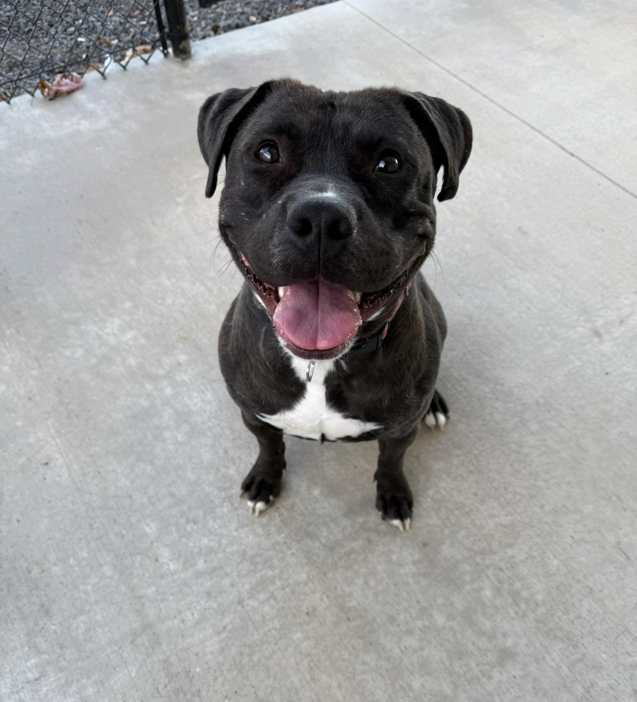 Obi, a ADOPTABLE mixed breed in Prineville, OR image 3/6