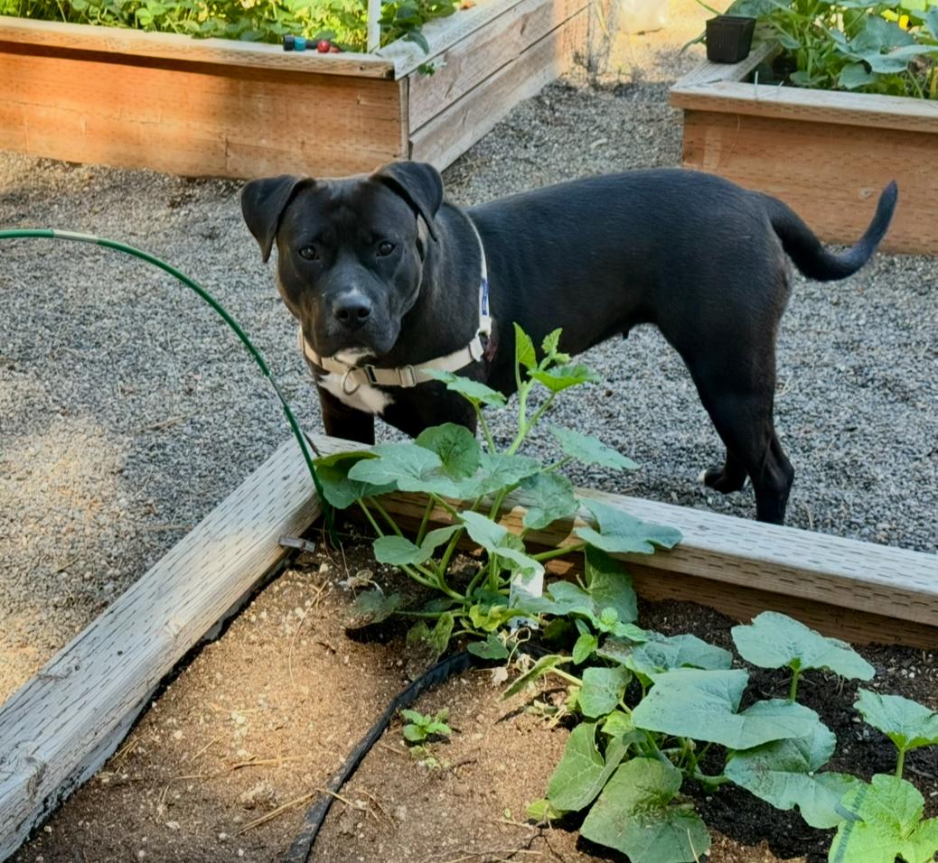 Obi, a ADOPTABLE mixed breed in Prineville, OR image 4/6