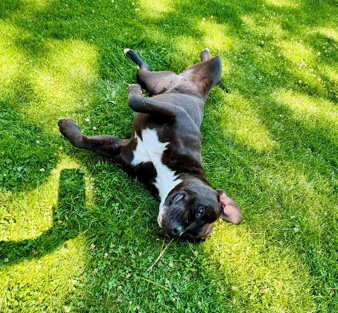 Obi, a ADOPTABLE mixed breed in Prineville, OR image 6/6