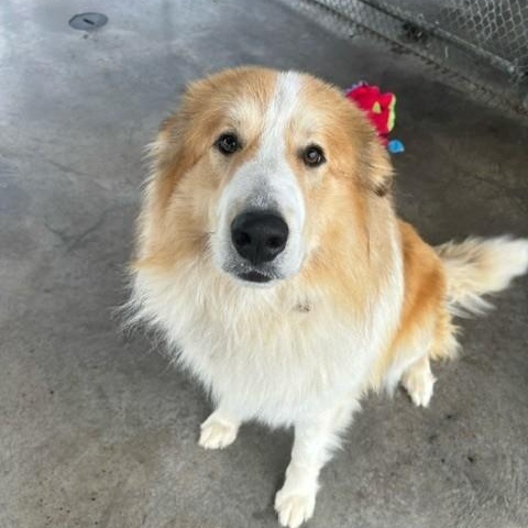 Odin, ADOPTABLE, Young Male Great Pyrenees.
