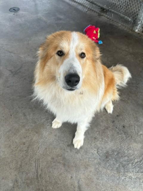 Enlarge Odin, a ADOPTABLE mixed breed in Edinburg, VA image 2/2