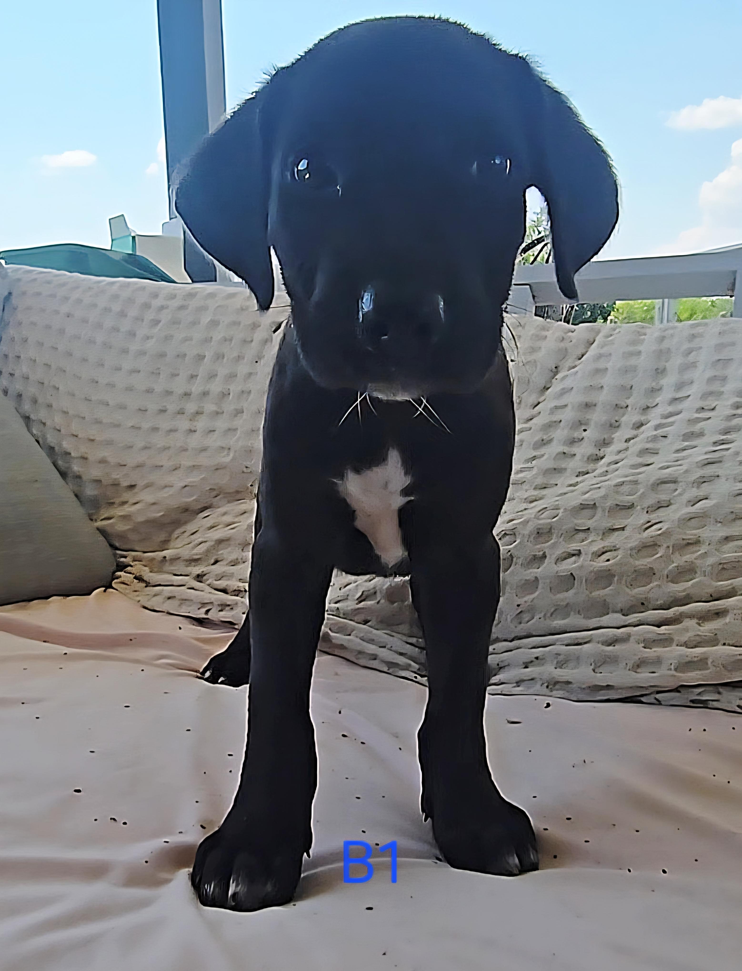 Marcus, a Adopted mixed breed in Baytown, TX image 1/2