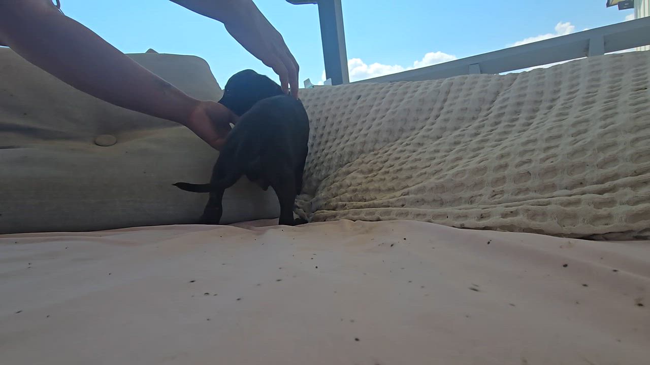 Enlarge Marcus, a Adopted mixed breed in Baytown, TX video 2/2