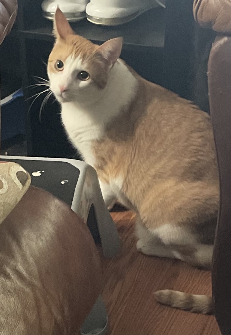 Enlarge Blaze, a Adopted Domestic Short Hair in Rochester, NY image 1/3