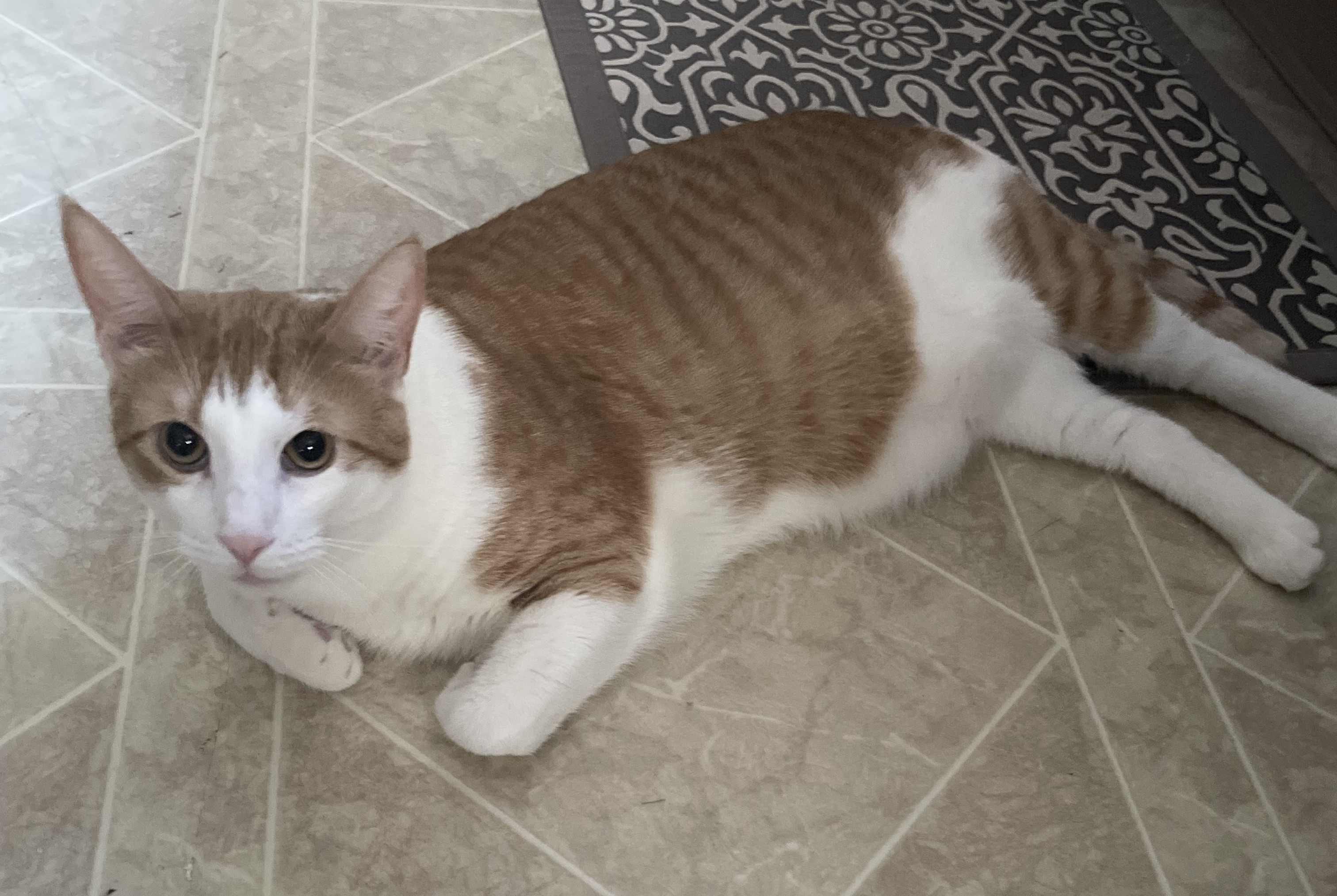 Blaze, Adopted, Adult Male Domestic Short Hair.