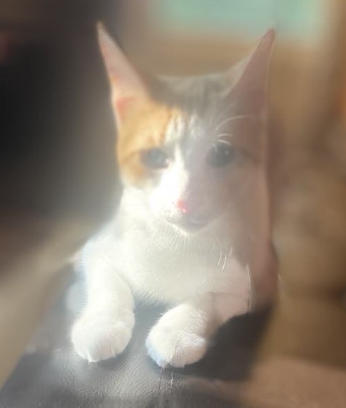 Enlarge Blaze, a Adopted Domestic Short Hair in Rochester, NY image 3/3